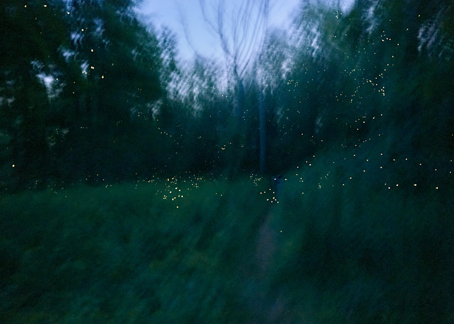 fireflies mating in connecticut