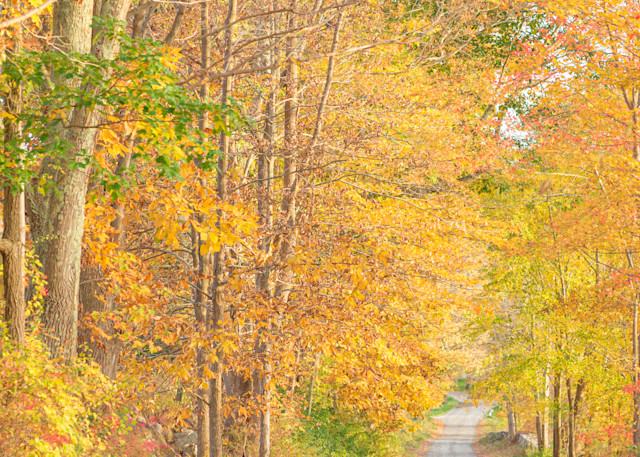 New England Fall Path Photography Art | Melani Lust Photography