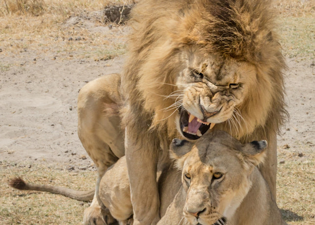 lions mating ngorngoro