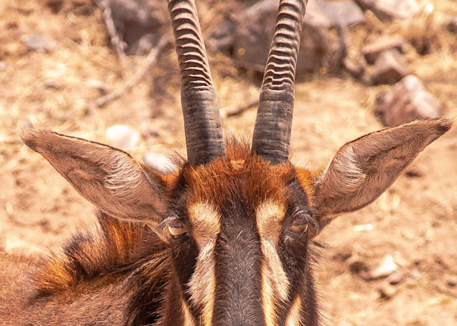 U6 A0747 Sable Antelope Photography Art | Williams Nature Photography