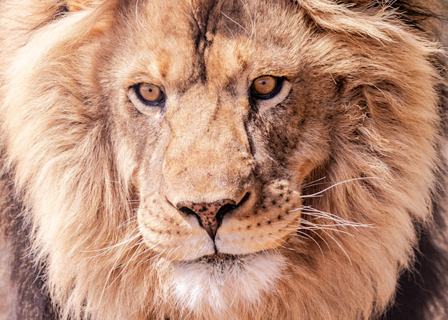 U6 A0343 Male African Lion Photography Art | Williams Nature Photography