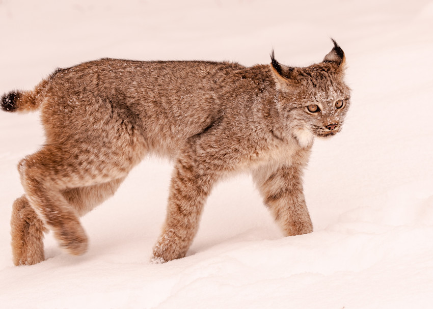 U6 A8978 Bobcat In Snow Photography Art | Williams Nature Photography