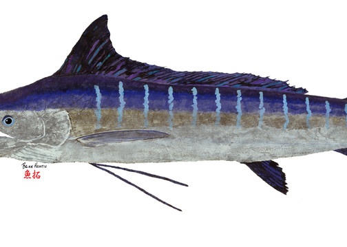 Striped Marlin