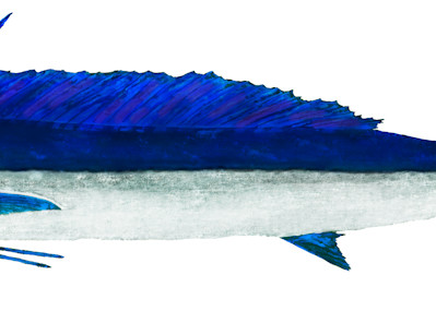 Shortbill Spearfish
