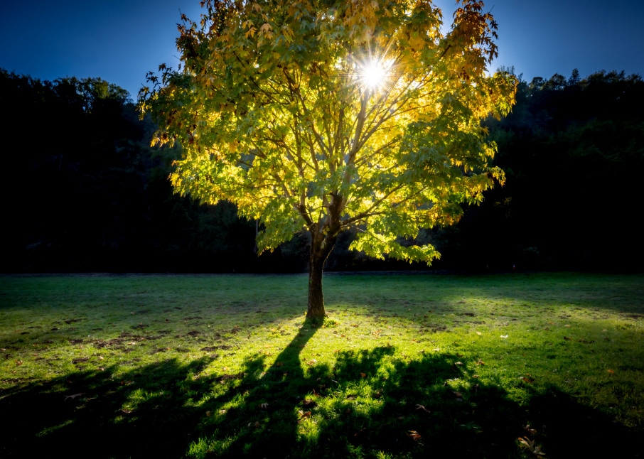 Foothills Park Lone Tree Photography Art | John Todd Photographs