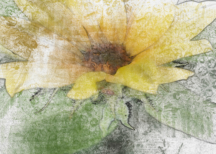 Sunflower  Art | R.j.Ricci Art