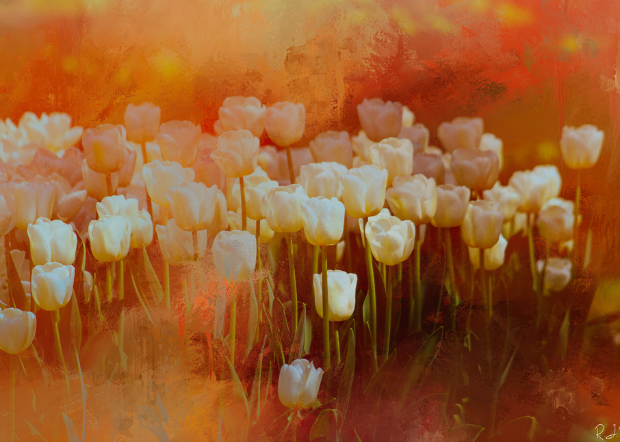 White Tulips Art | R.j.Ricci Art
