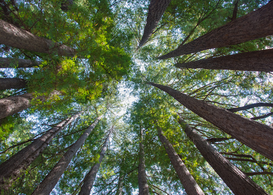 Santa Cruz Redwoods