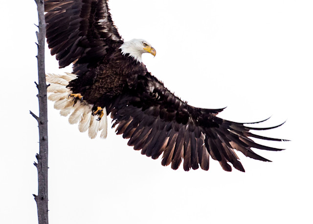 Bald Eagle Lift Off  Photography Art | Colorado Born Images 