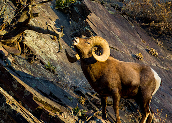Big Horn Sheep Ram The Emperor  Photography Art | Colorado Born Images 