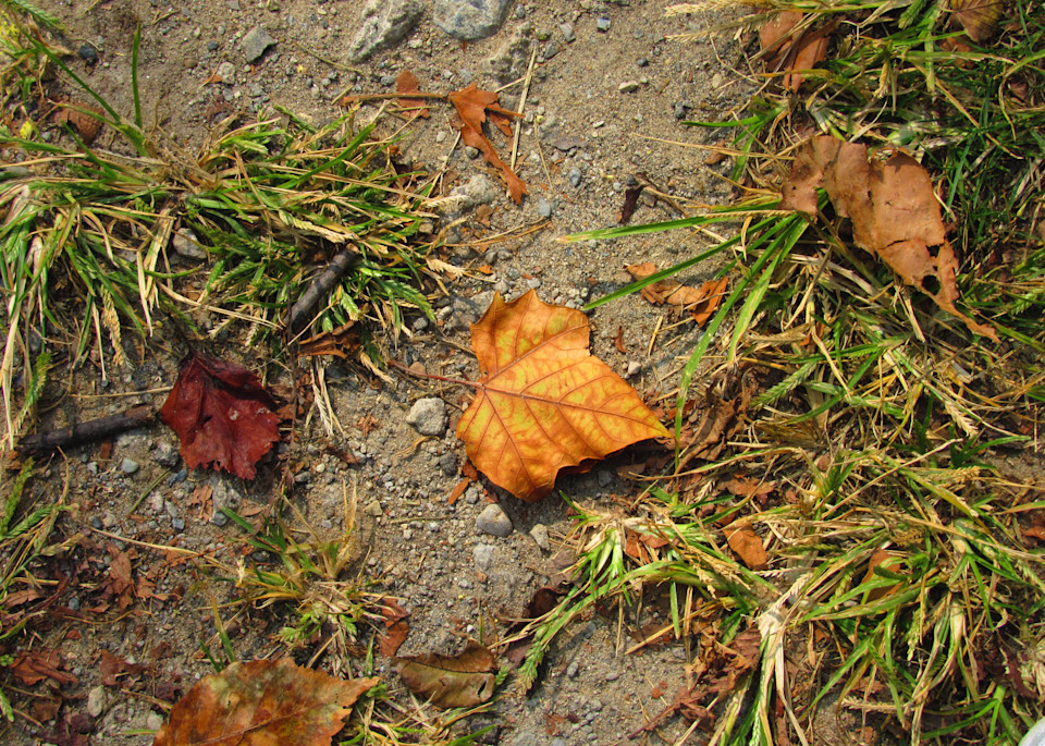 Hints of Autumn