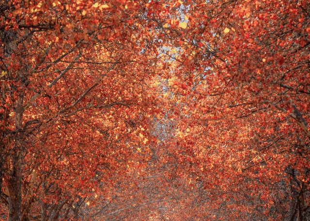 Autumn, Napa Photography Art | John Todd Photographs