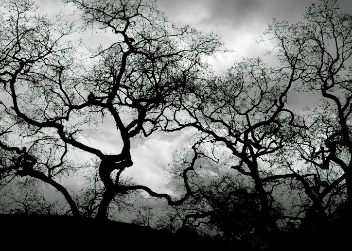 Arboreal Network Photography Art | Ed Sancious - Stillness In Change