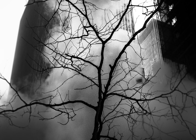 Portrait Of A Tree Photography Art | Harry John Kerker Photo Artist