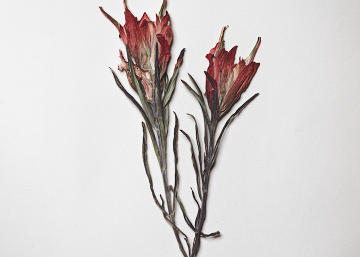 Moleskine Journal Full of Pressed Flowers | Nathan Larson Photography.
