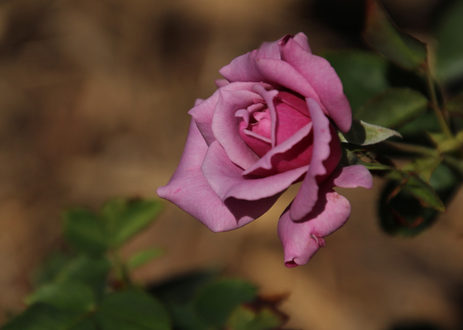 The Pink Rose Photography Art | Photos by Lynn13