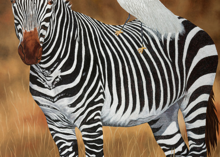 Zebra And Egret   Products Art | Mercedes Fine Art