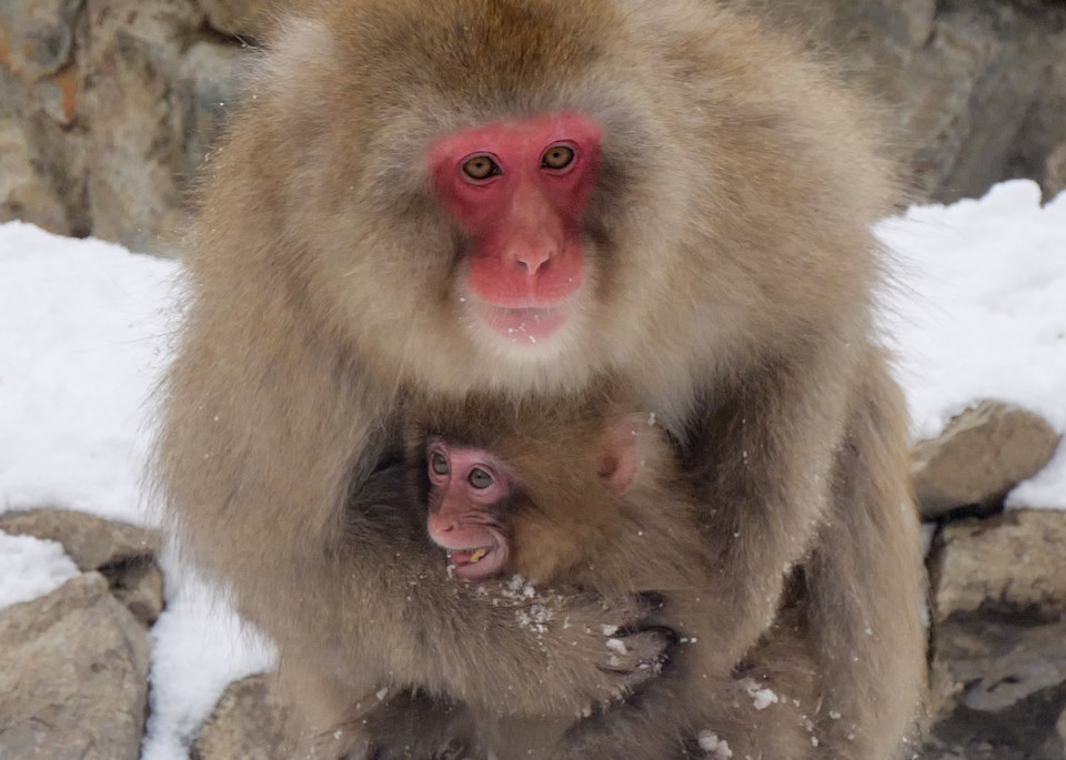 Snow monkey mother hugging her baby in Jigokudani, Japan.