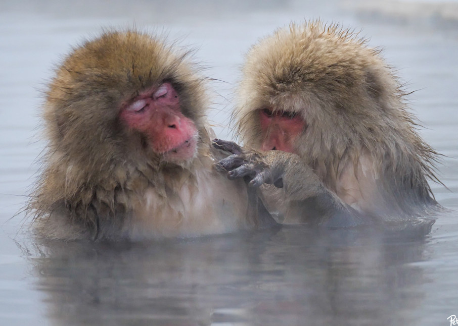 Snow monkeys grooming in Jigokudani, Japan.