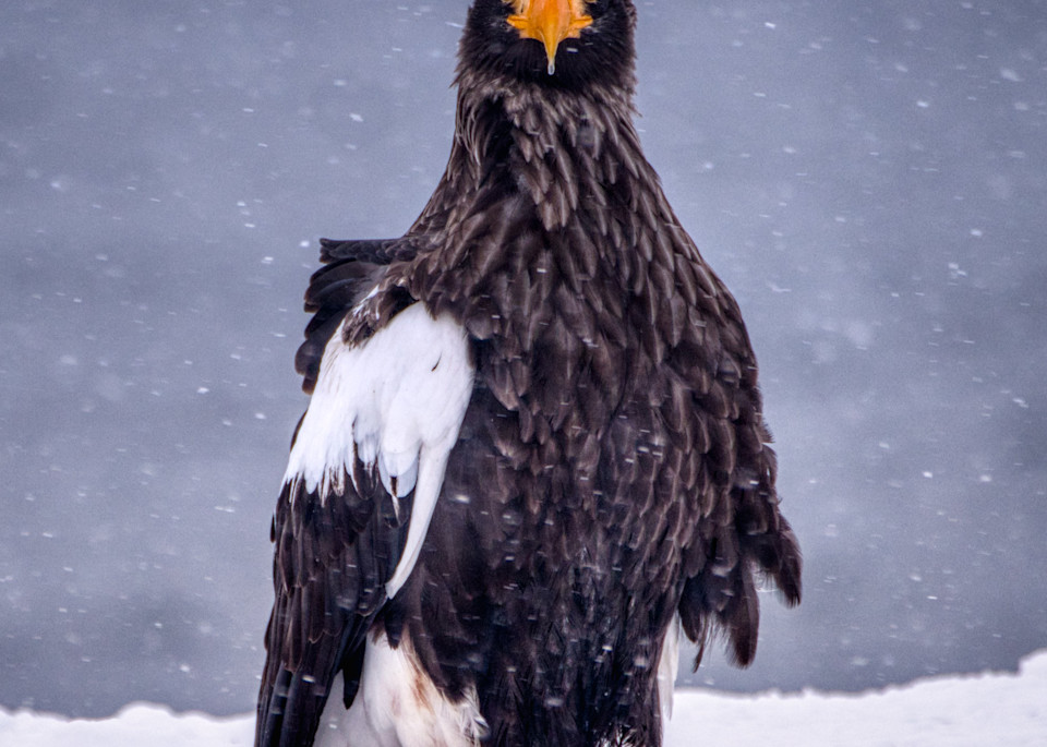 Steller's sea eagles in the remote town of Rausu on the island of Hokkaido, at the northern tip of Japan. About 2000 of them spend the winter in this area, out of a total estimated population of 5000 - the rest are found in the even more remote suba