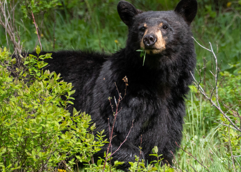Black Bear eating grass in Yellowstone National Park
