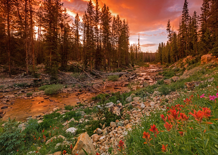 wildflowers along the upper provo river in the uintas