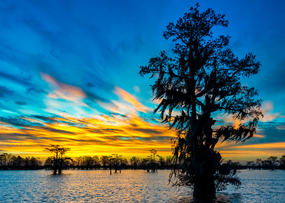 New Year's Promise - Louisiana swamp photography prints