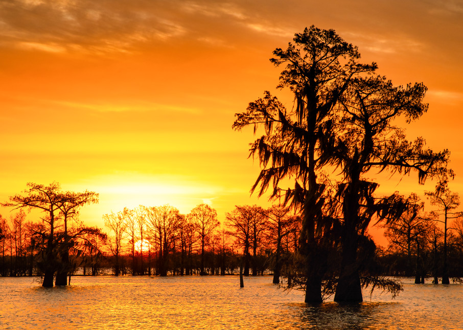 Louisiana Gold - Swamp sunrise photography prints