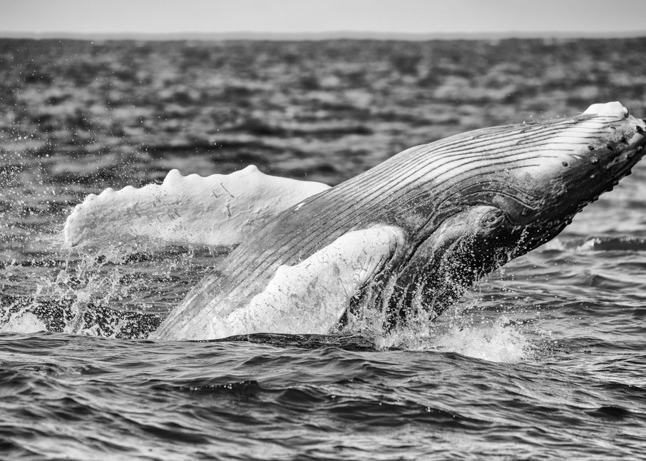 Humpback Whale Calf Breaching BW, Silver Bank, Dominican Republic