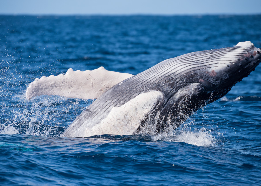 Humpback Whale Calf Breaching, Silver Bank, Dominican Republic