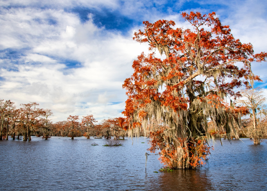 Fall in the Swamp - Louisiana swamp fine-art photography prints