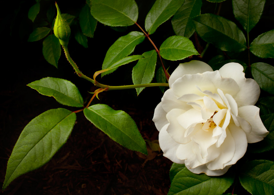 White Rose Photography Art | Rick Gardner Photography