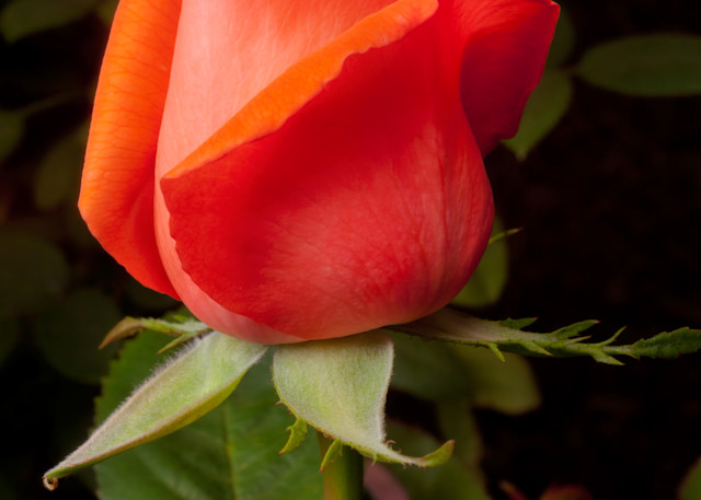 Red Rosebud Photography Art | Rick Gardner Photography
