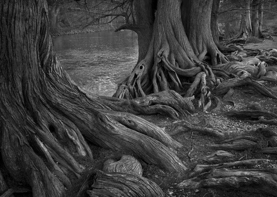 Cypress Trees, Guadalupe State Park, Bulverde, Texas 2011 Photography Art | Rick Gardner Photography