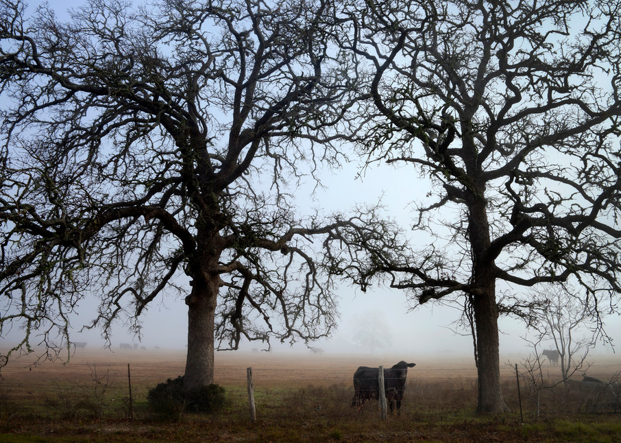 Curious Cow, Snook, Texas Photography Art | Rick Gardner Photography