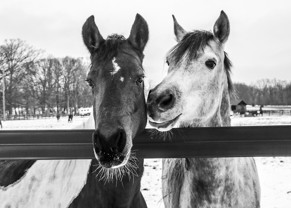 Two Horses Bw Photography Art | Ray Marie Photography 