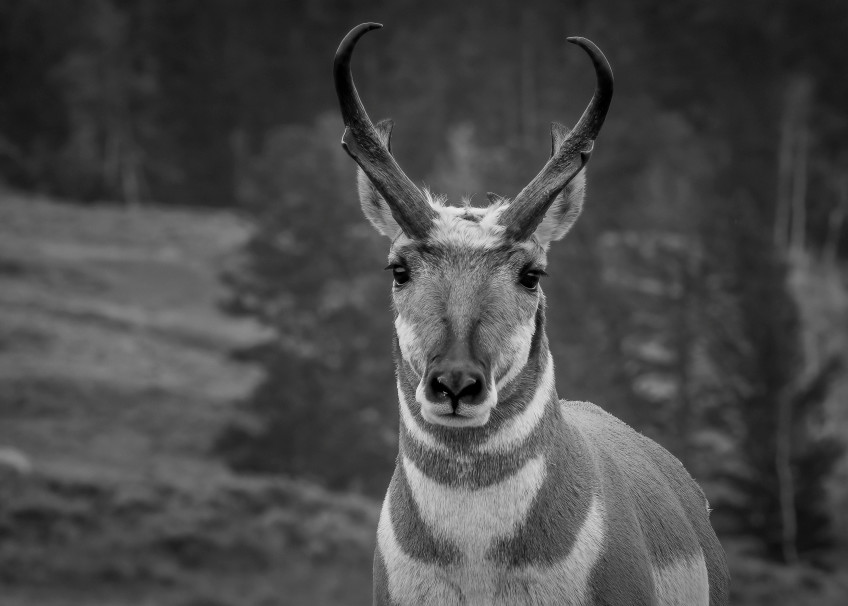 Pronghorn Antelope Photography Art | James Killion Photography