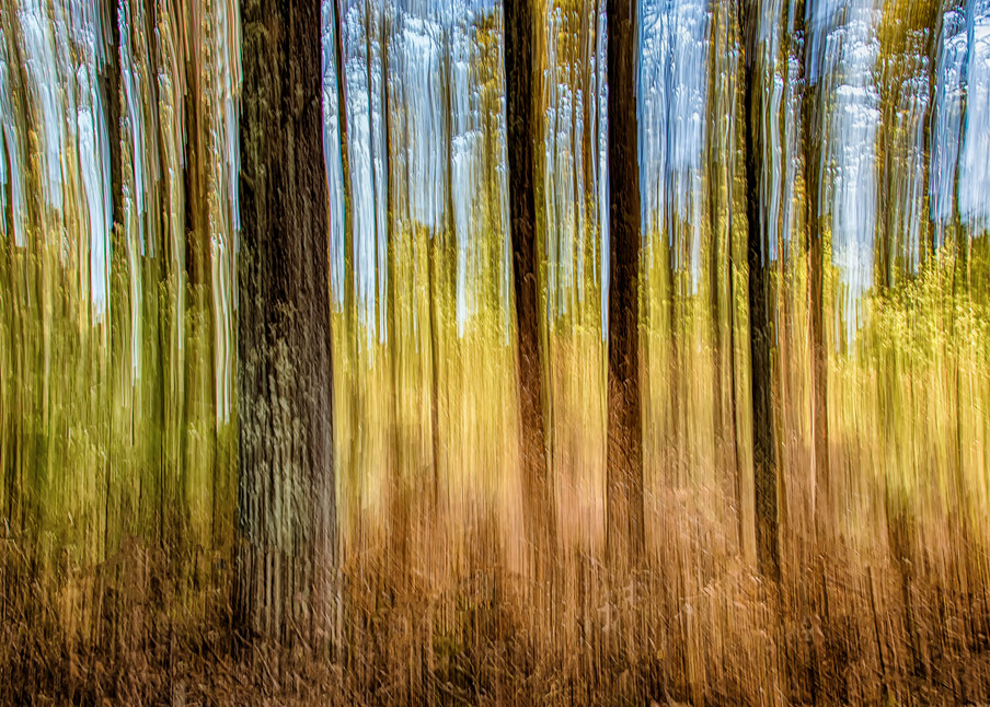 State Forrest Impressions Art | Michael Blanchard Inspirational Photography - Crossroads Gallery