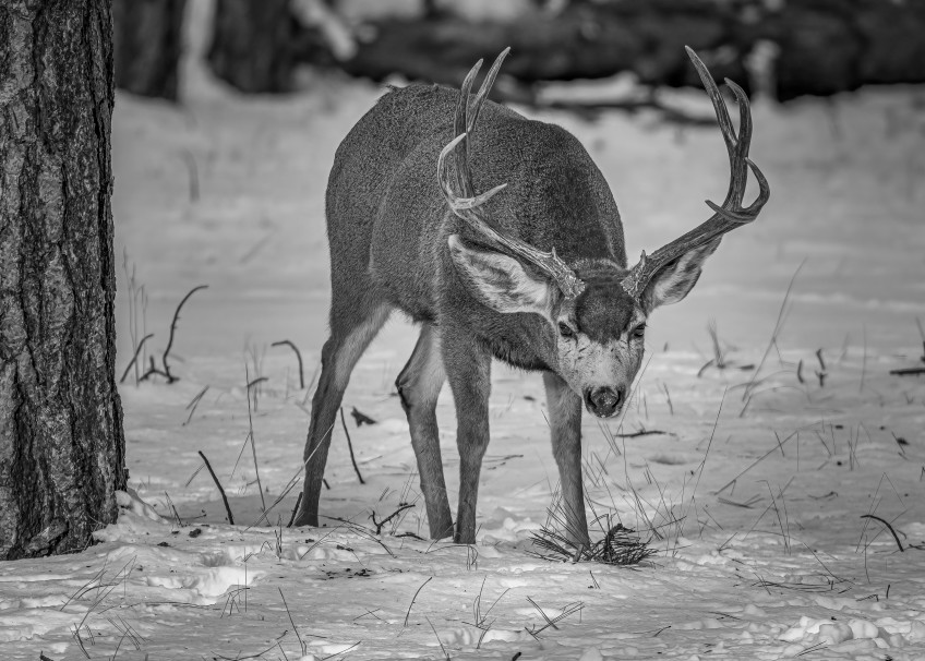 Mule Deer Photography Art | James Killion Photography