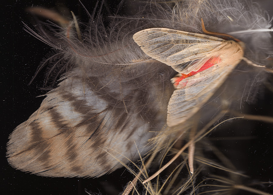 Wild Moth And Feathers Photography Art | Floating City Scanography