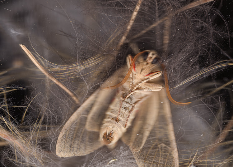 Salsify Seeds, Feathers, And Wild Moth Photography Art | Floating City Scanography