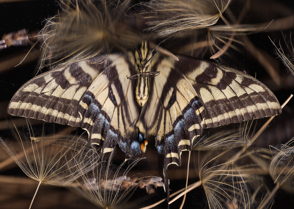 Swallowtail Butterfly Photography Art | Floating City Scanography