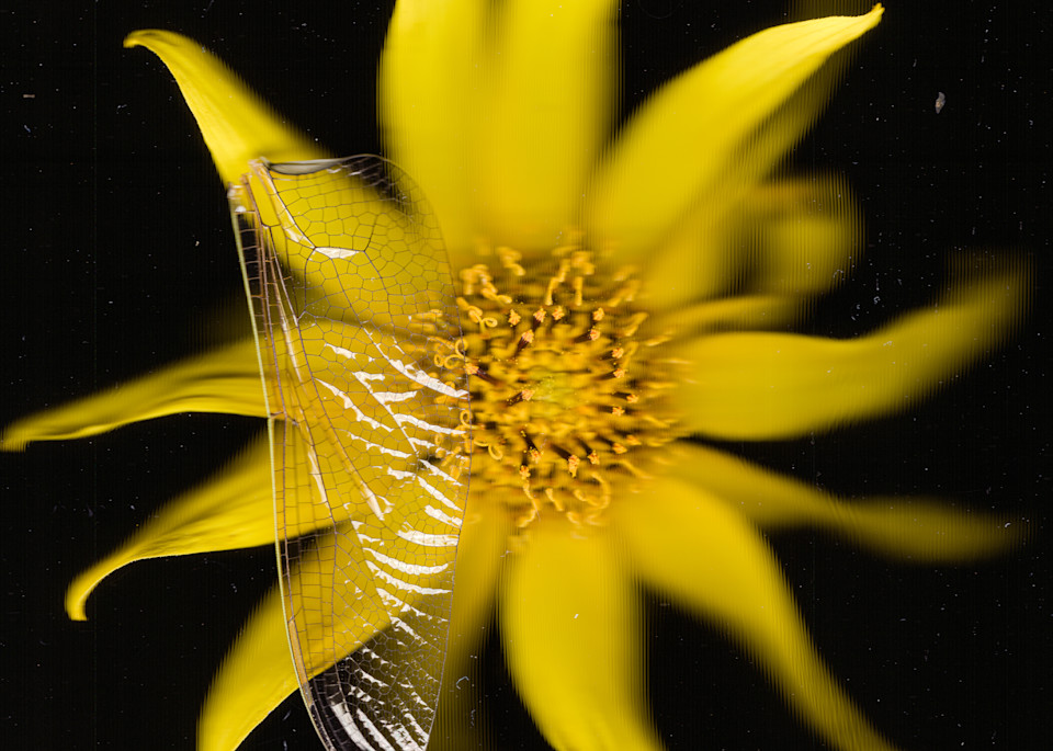 Wild Sunflower And Dragonfly Wing Photography Art | Floating City Scanography
