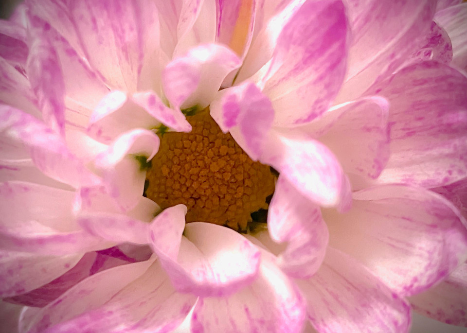 Pink Dahlia Photography Art | Kathleen Messmer Photography