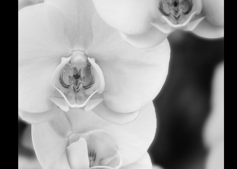 Orchid P Bw Photography Art | Coast and Clouds