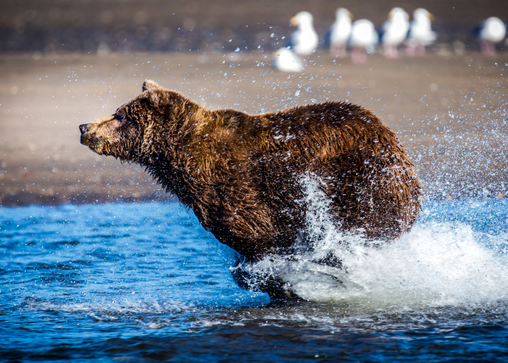 Booking It Alaskan Brown Bear Fishing on the Beach
