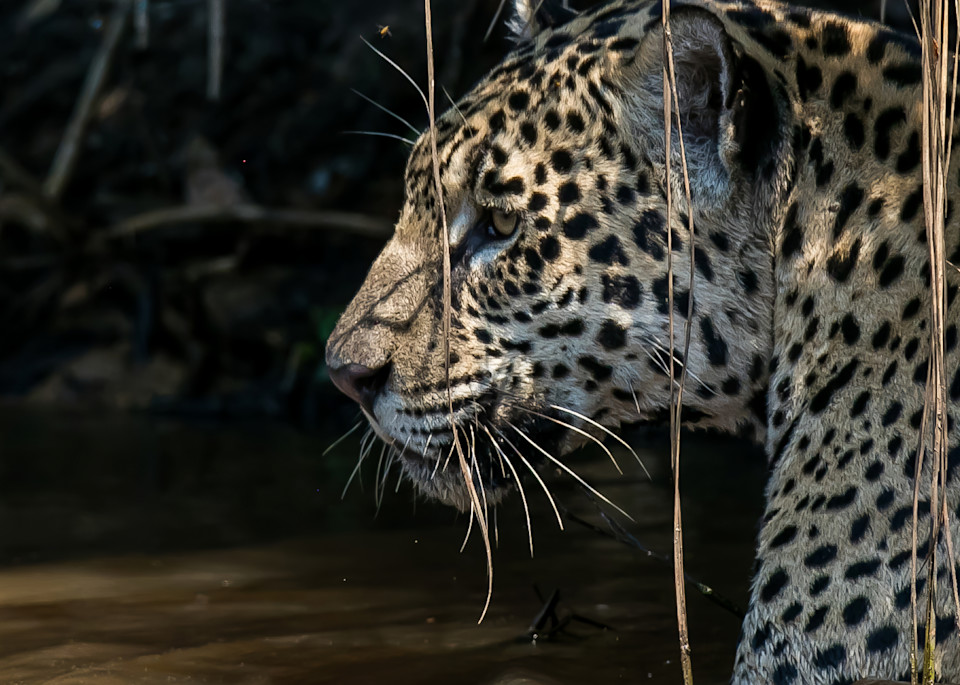 Jaju the jaguar