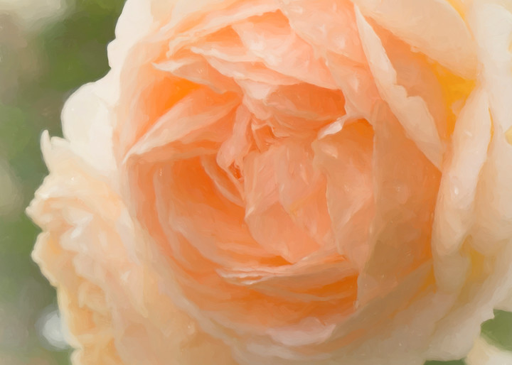 Rain Drenched Peach Roses #1