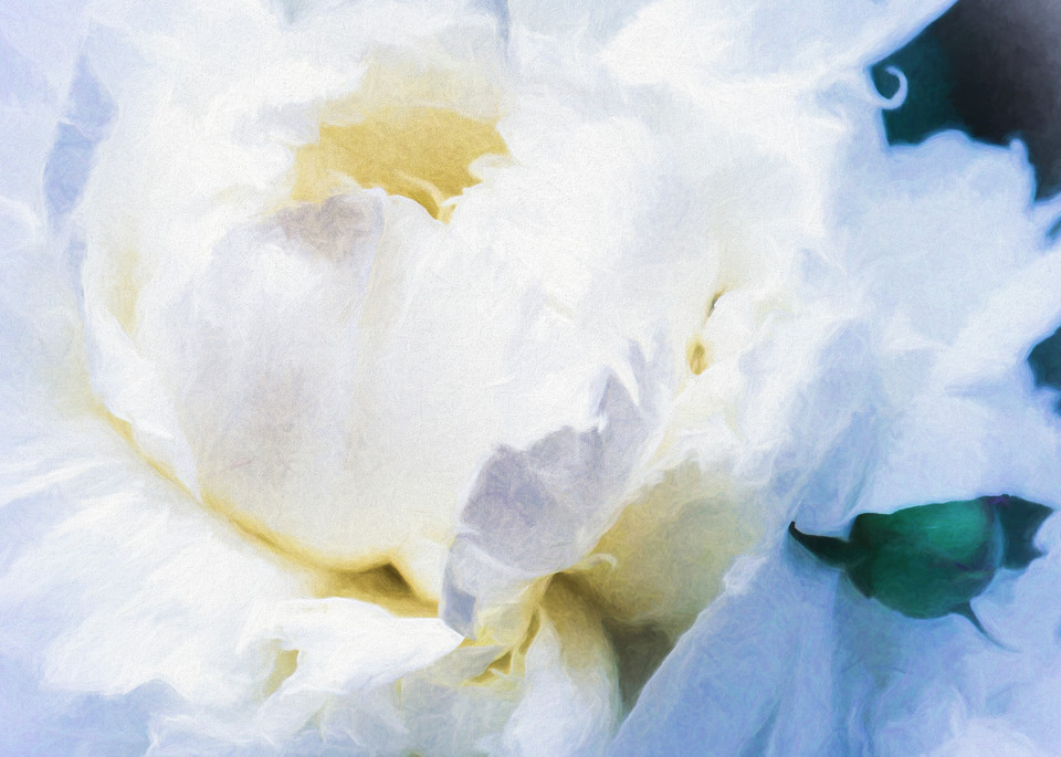 White Peonies in Blue and Gold