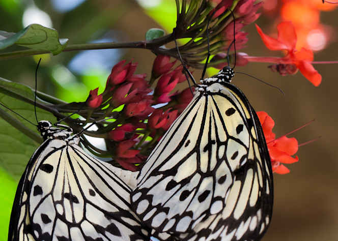 Paperkite Butterflies Art | Light Pixie Studio